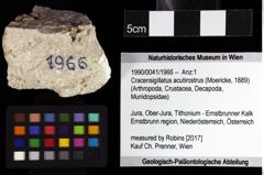 Foto (Objket + Etiketten) von Cracensigillatus acutirostrus (Moericke, 1889) 